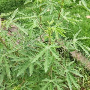 Roselle Leaves (Gongura)