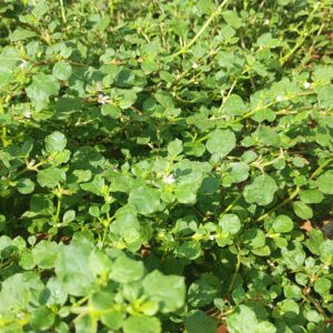 Punarnava Leaves (Thella Galjeru)