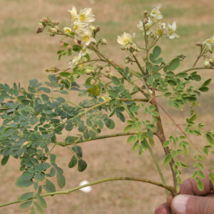 Drumstick plant Leaves (1 quantity = 100Gms)